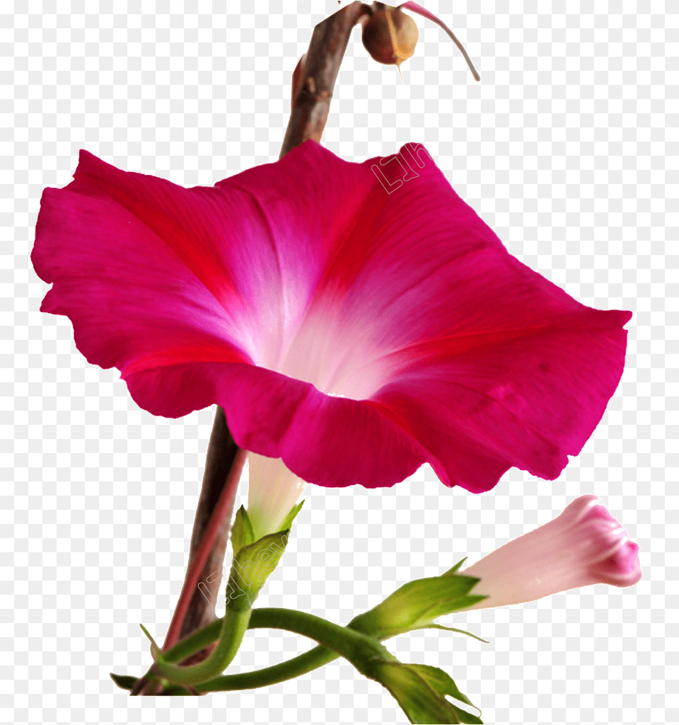 Red Morning Glory Flower, Petal, Plant, Person, Gladiolus Free Png