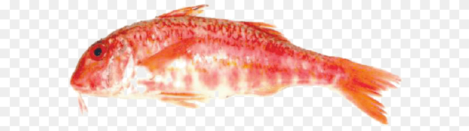 Red Mullet Goldfish, Animal, Fish, Food, Mullet Fish Png