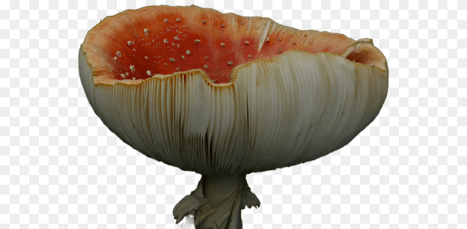 Red Mushroom, Agaric, Amanita, Fungus, Plant Png