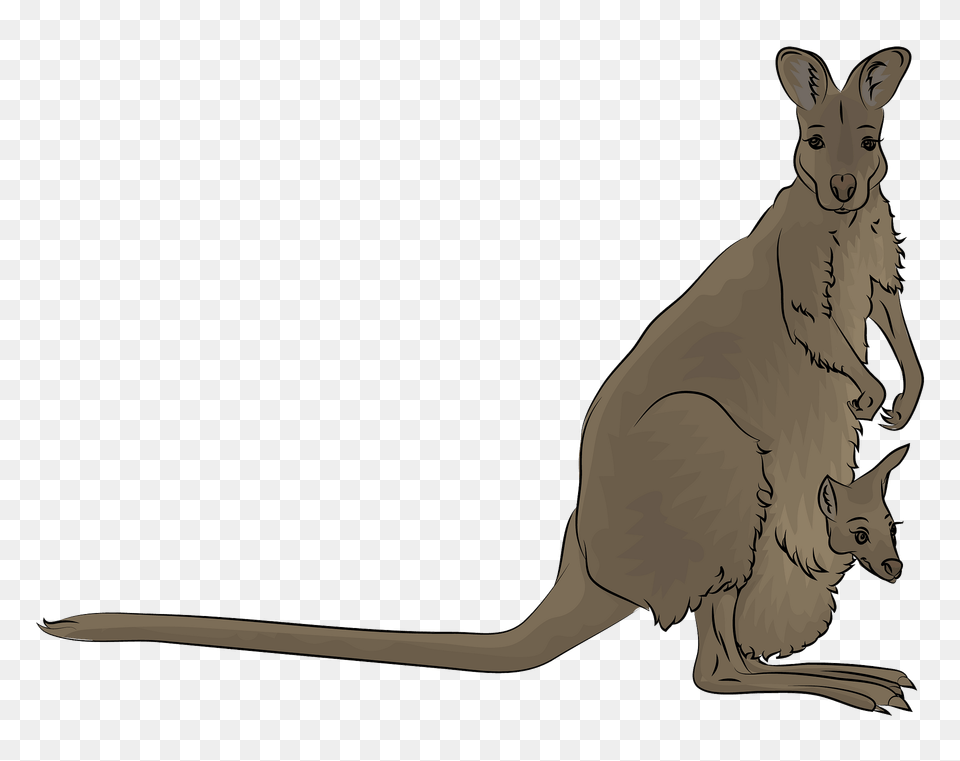 Red Necked Wallaby Clipart, Animal, Mammal, Kangaroo Png