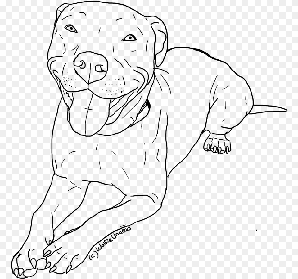 Red Nose Pitbull Drawings Cute Dog Drawings Pitbull, Gray Png Image