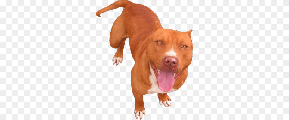 Red Nose Pitbull Transparent Background, Animal, Bulldog, Canine, Dog Free Png