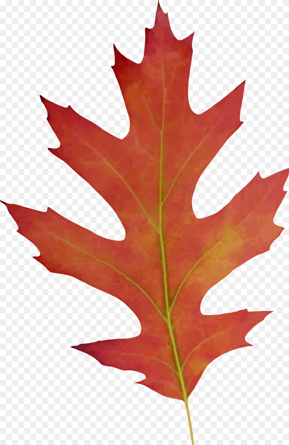 Red Oak Leaf Clipart, Plant, Tree, Maple, Maple Leaf Free Png Download