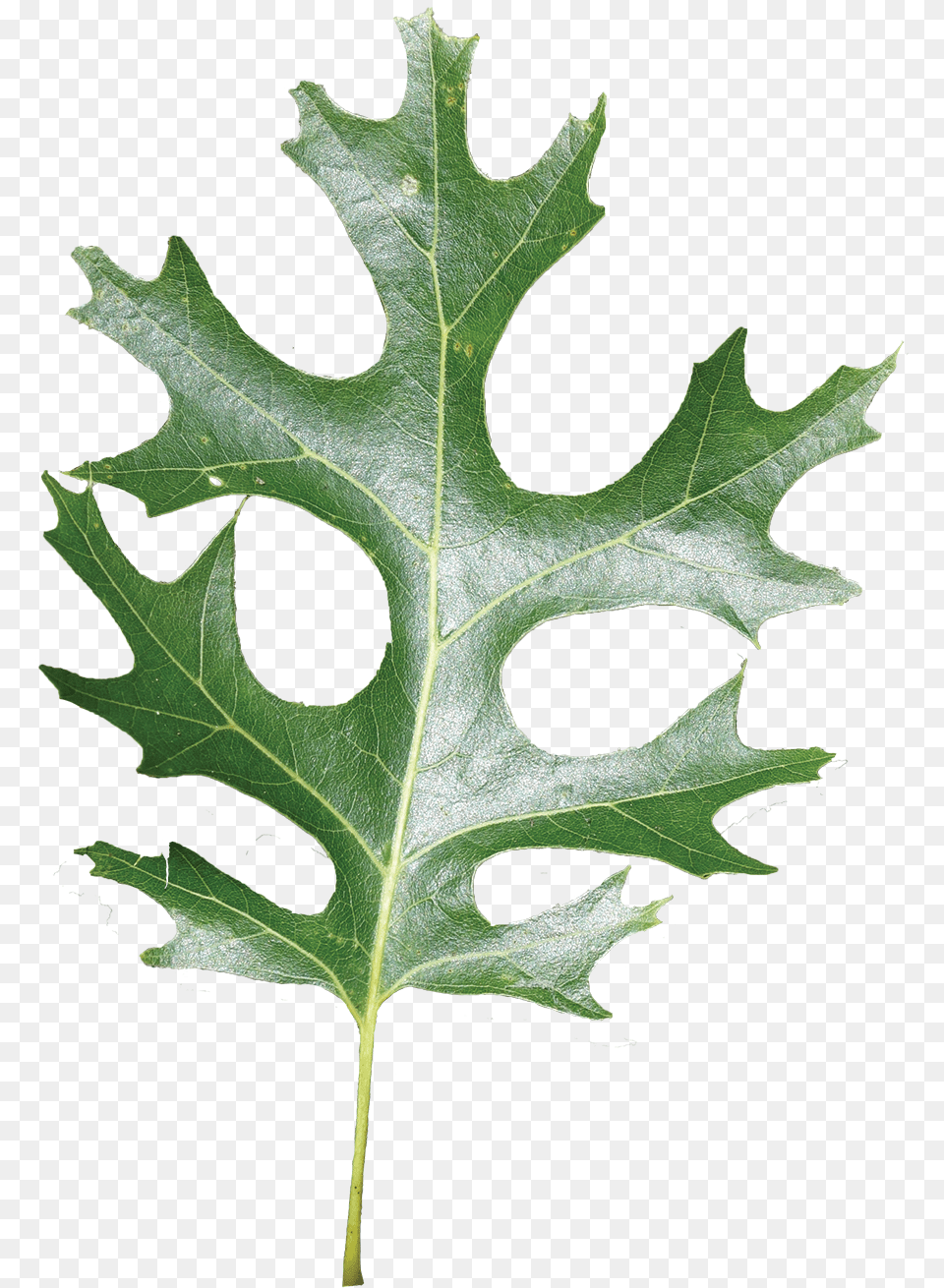 Red Oak Leaf In Louisiana, Plant, Tree Free Png Download