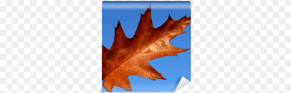 Red Oak Leaf Wall Mural U2022 Pixers We Live To Change Lovely, Plant, Tree, Maple Leaf, Animal Free Transparent Png