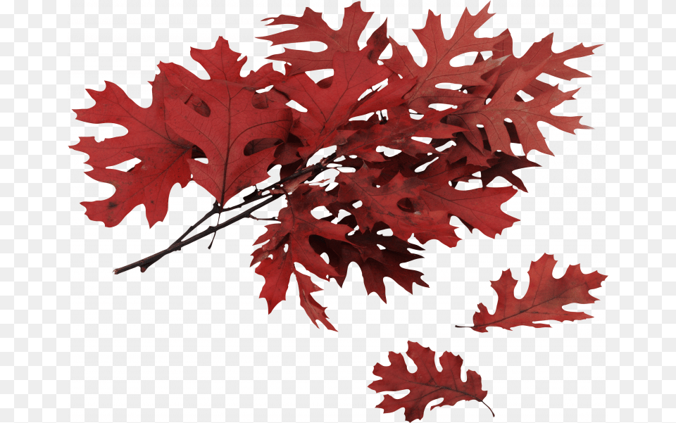 Red Oak Tree Branch, Leaf, Maple, Plant Png Image