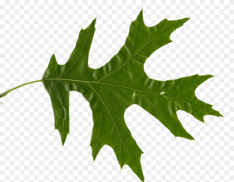 Red Oak Vs White Oak Leaves How To Tell Them Apart, Leaf, Plant, Tree, Maple Png Image