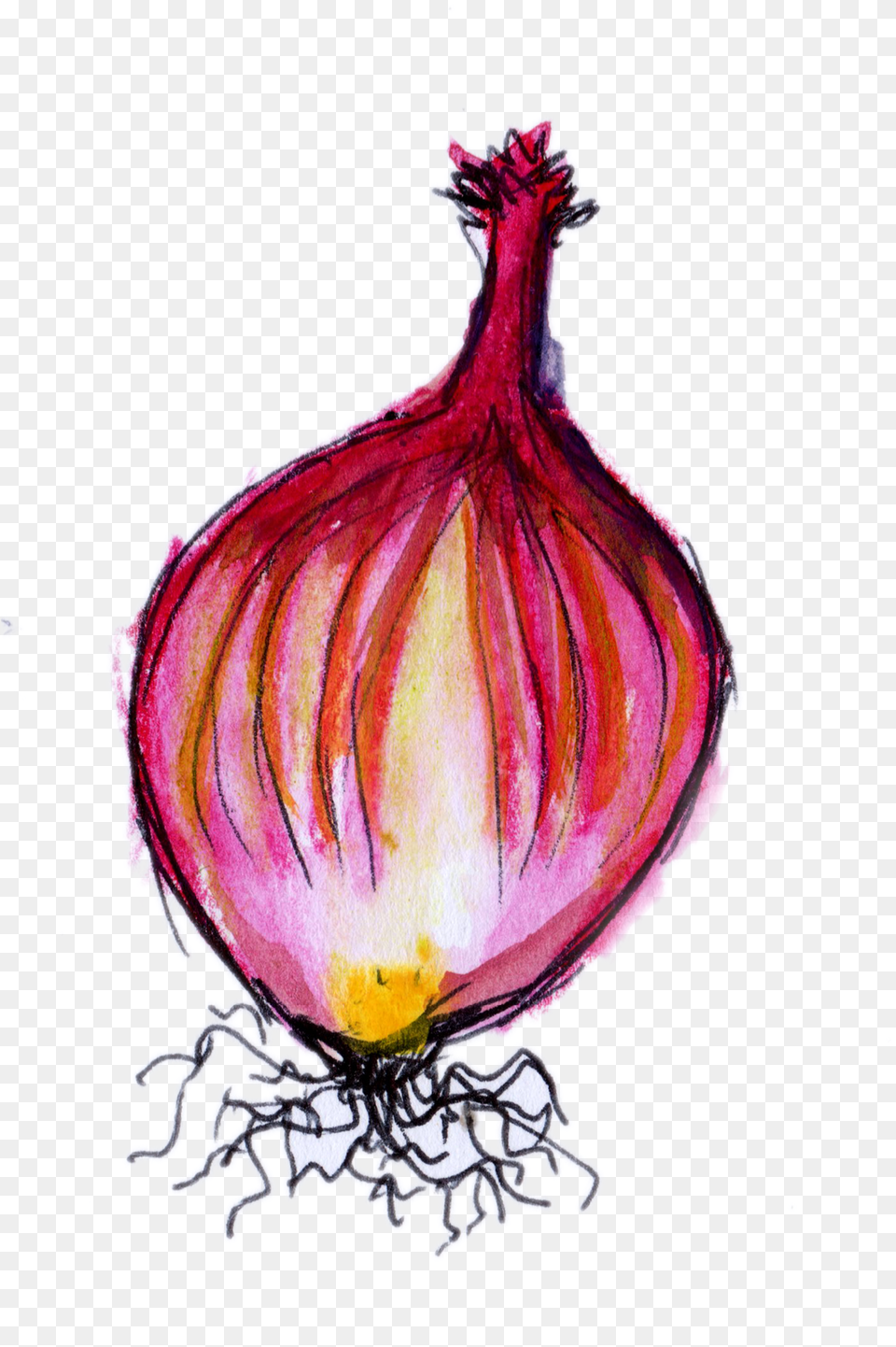Red Onion, Food, Produce, Plant, Vegetable Free Png Download