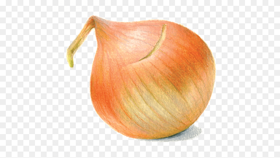 Red Onion, Food, Produce, Plant, Vegetable Free Transparent Png