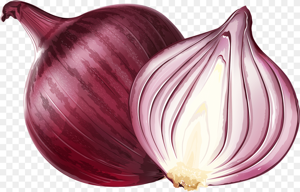 Red Onion Euclidean Vector Illustration Red Onion, Food, Produce, Plant, Vegetable Free Png Download