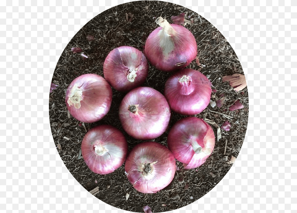 Red Onion Export, Food, Produce, Plant, Vegetable Png
