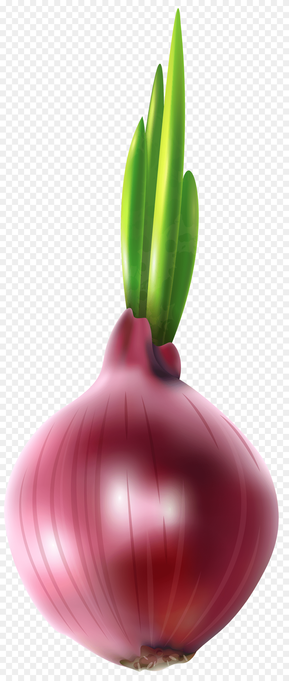 Red Onion Clip Art, Adult, Person, Woman, Female Free Png