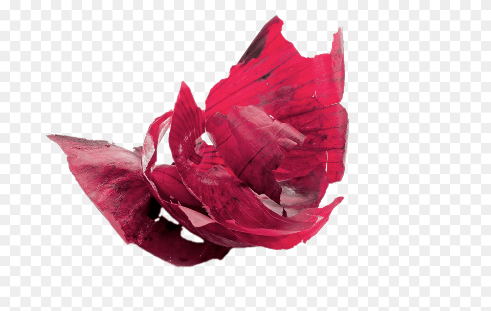 Red Onion Peels, Flower, Petal, Plant, Rose Png