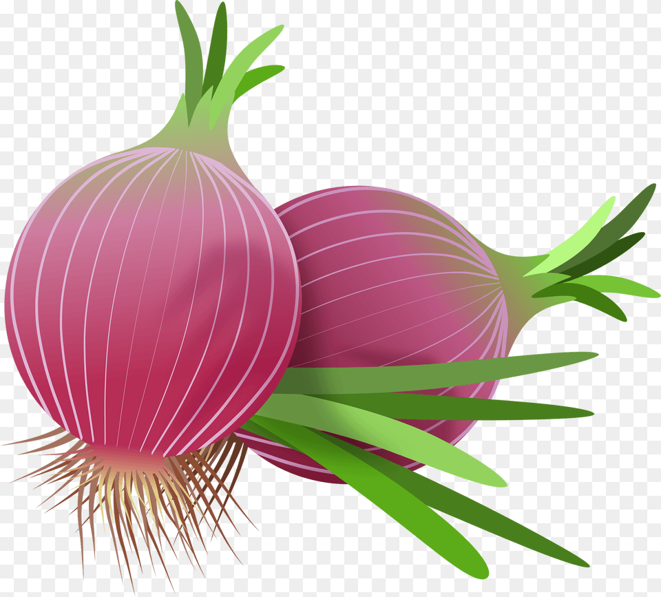 Red Onions Clipart, Food, Produce, Onion, Plant Png Image