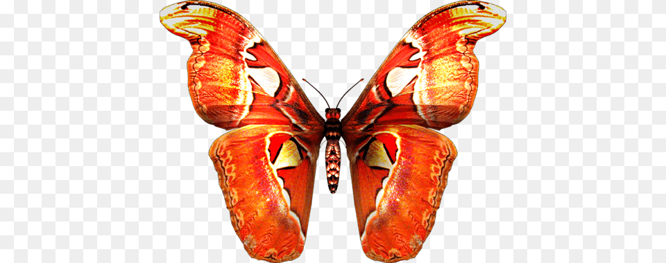 Red Orange Butterfly, Animal, Insect, Invertebrate, Moth Png