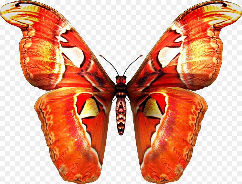 Red Orange Butterfly Butterfly Hd, Animal, Insect, Invertebrate, Moth Free Transparent Png