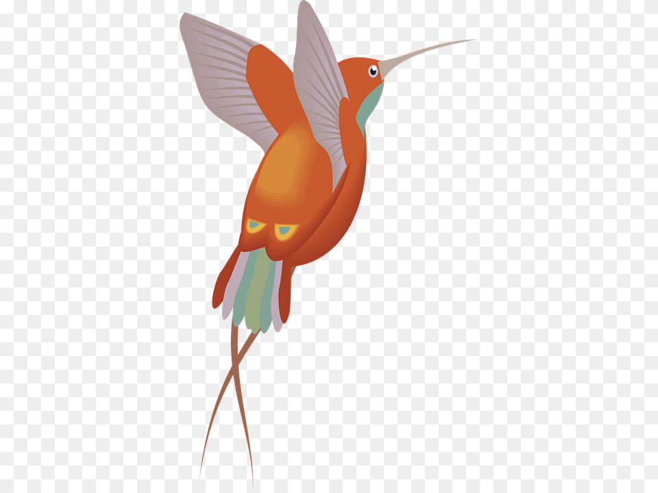 Red Orange Hummingbird Bird Wings Feathers, Animal, Bow, Weapon, Fish Png Image