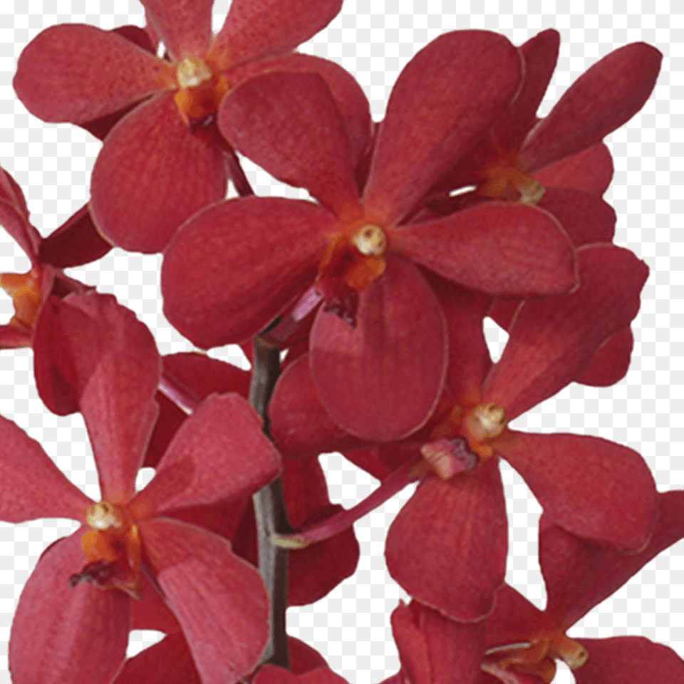 Red Orchid Flowers For Sale Online Orchids Of The Philippines, Flower, Plant, Petal Png Image