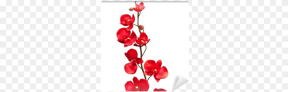 Red Orchid Red Orchids No Background, Flower, Plant, Petal Png Image