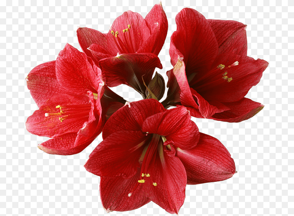Red Orchids, Flower, Plant, Amaryllis, Rose Free Transparent Png