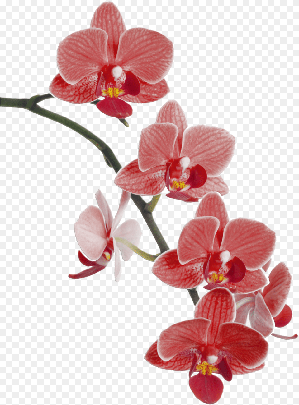 Red Orchids Image With No, Flower, Orchid, Plant, Petal Free Png Download