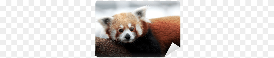 Red Panda, Animal, Mammal, Rat, Rodent Free Png Download