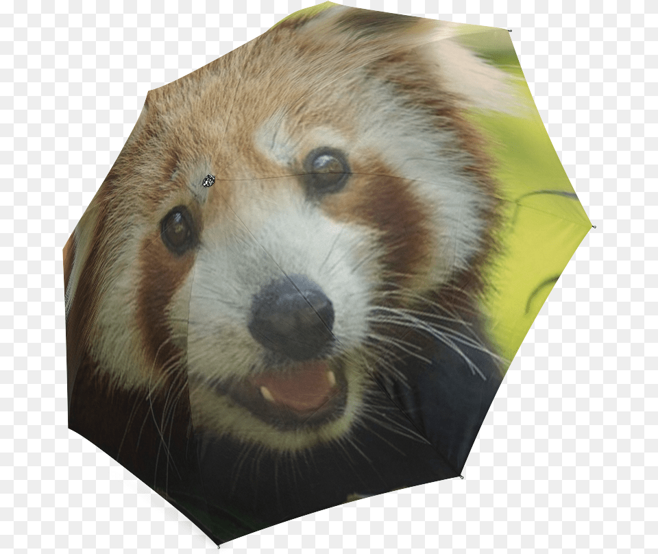 Red Panda, Animal, Mammal, Lesser Panda, Wildlife Free Transparent Png