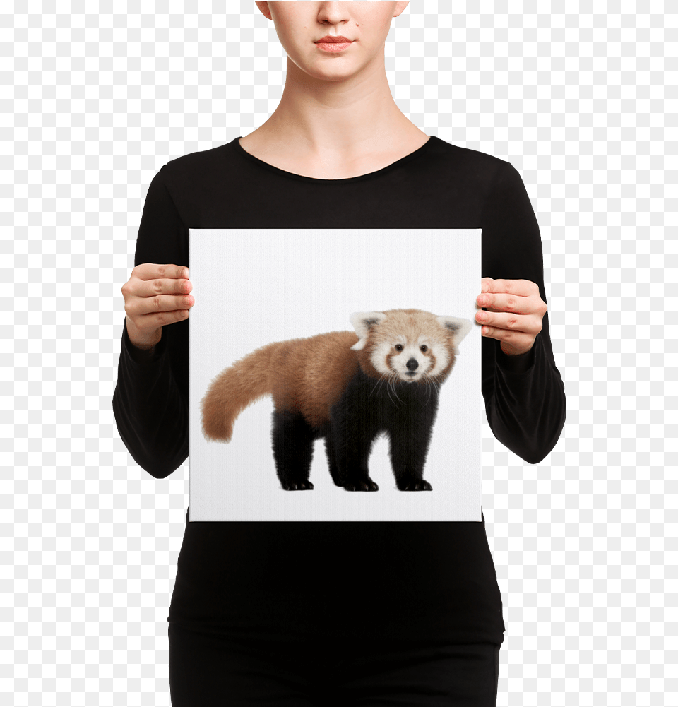 Red Panda Canvas Canvas, Adult, Person, Woman, Female Png