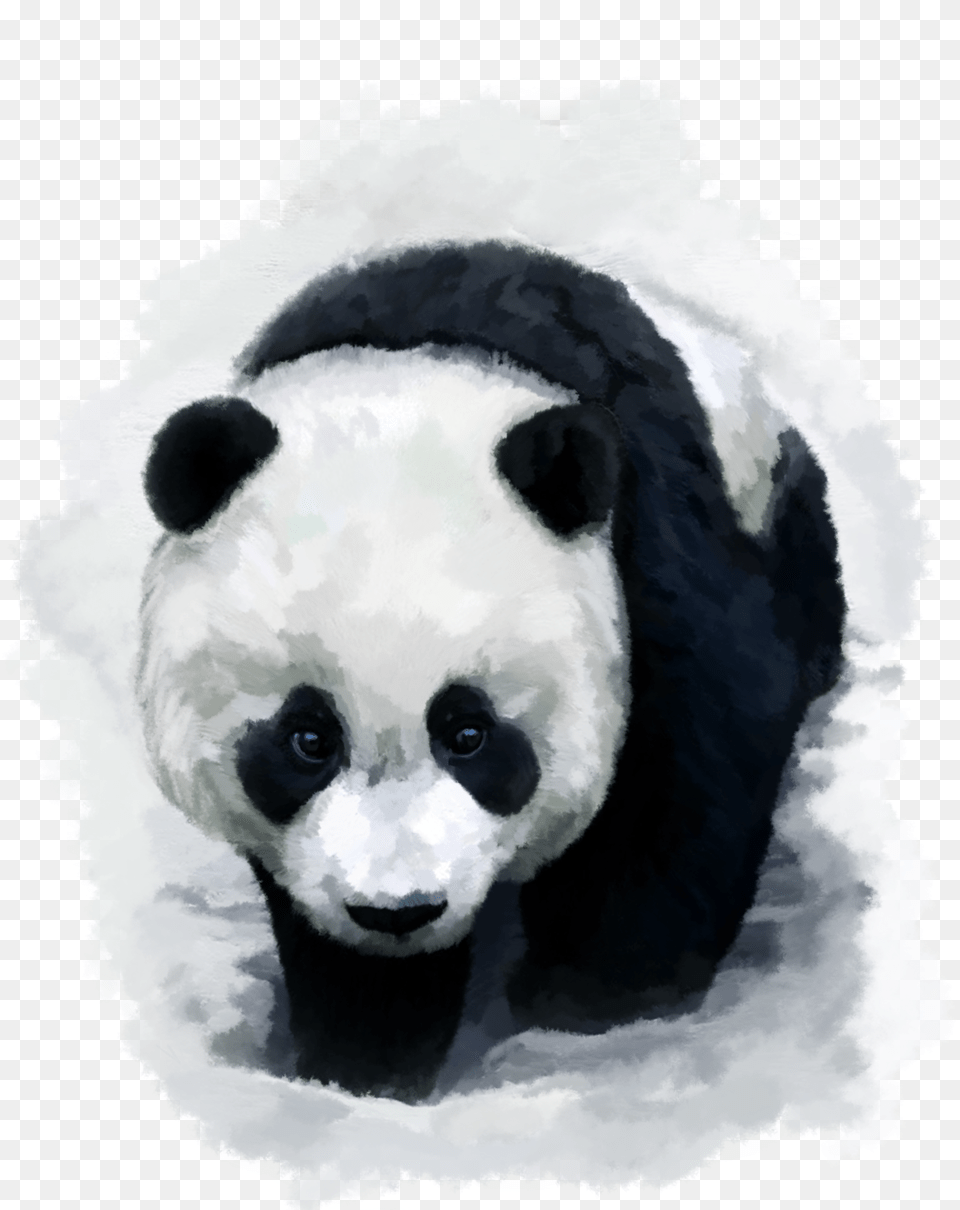 Red Panda Desktop Wallpaper Baby Pandas Trail Of The Panda Free Png
