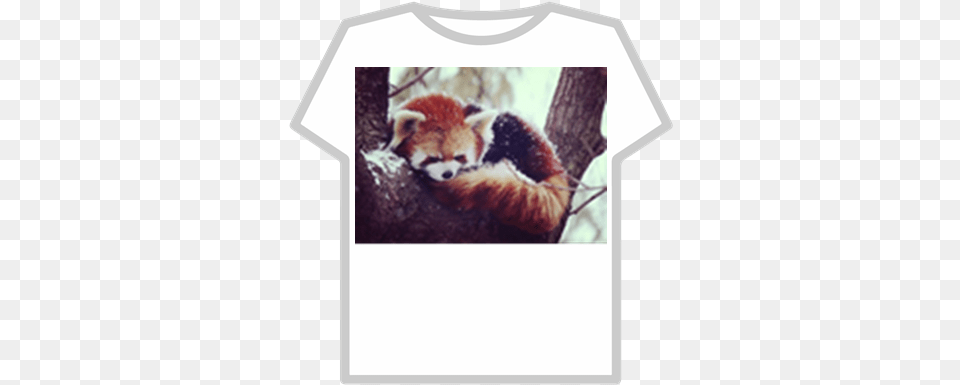 Red Panda Donation Roblox Pepsi T Shirt Roblox, Animal, Lesser Panda, Mammal, Wildlife Free Png