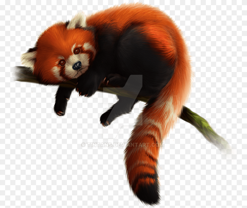 Red Panda Download Red Panda Background, Animal, Lesser Panda, Mammal, Wildlife Png Image