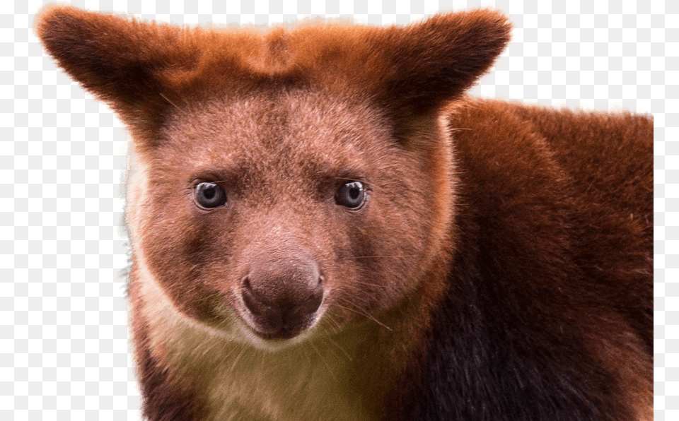 Red Panda Foreground Fang, Animal, Bear, Mammal, Wildlife Free Png Download