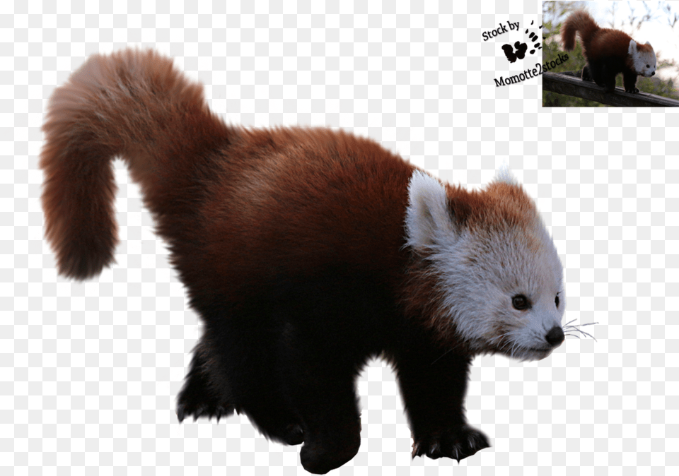 Red Panda Giant Panda Desktop Wallpaper Fur Red Panda Clear Background, Animal, Bear, Mammal, Wildlife Png Image