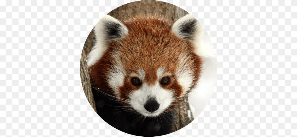 Red Panda Giant Raccoons Animal Mammal Red Panda Red Panda Real, Canine, Dog, Pet, Lesser Panda Free Png Download