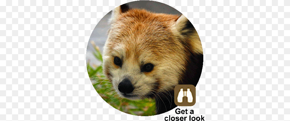 Red Panda Red Panda, Animal, Mammal, Wildlife, Lesser Panda Free Transparent Png