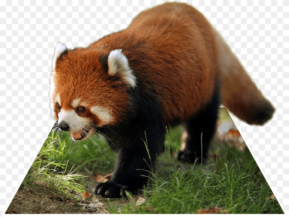 Red Panda Red Panda, Animal, Bear, Mammal, Wildlife Png