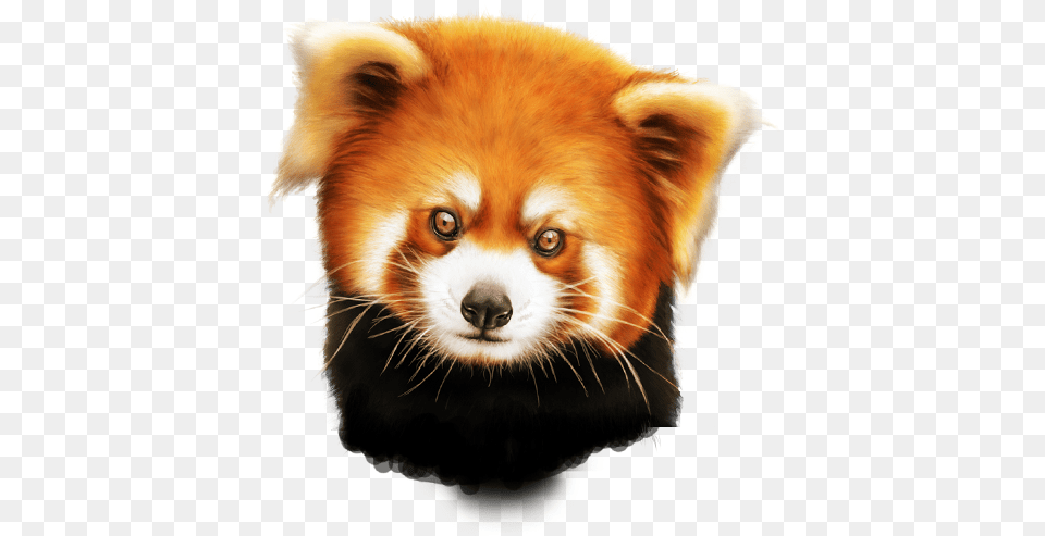 Red Panda Red Panda, Animal, Canine, Dog, Mammal Png Image