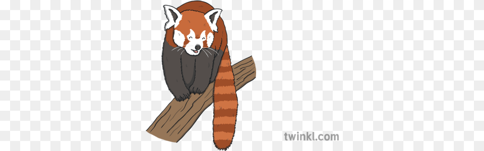 Red Panda Walking Twinkl Red Panda, Animal, Lesser Panda, Mammal, Wildlife Free Png Download