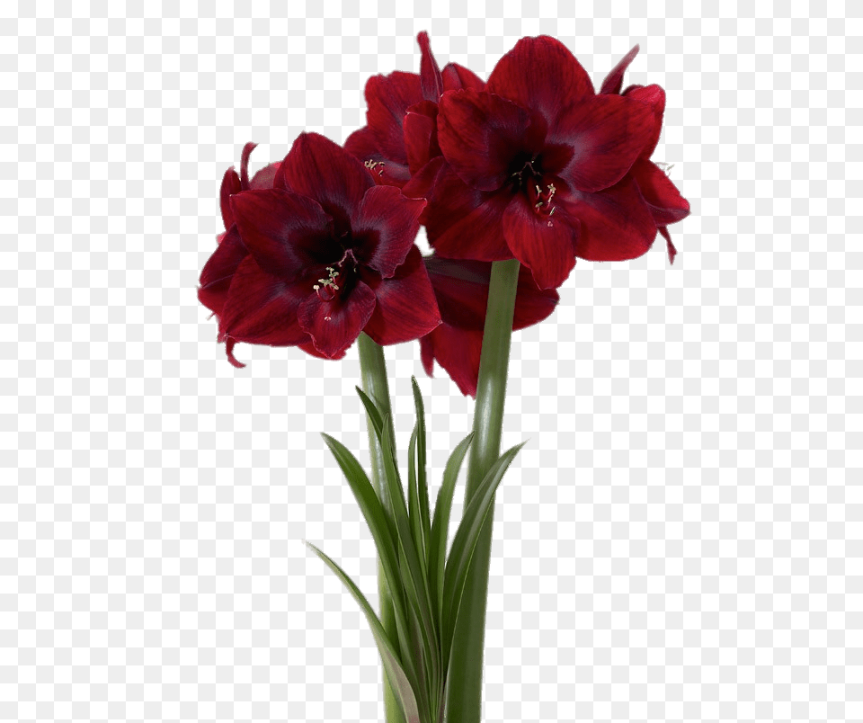 Red Pearl Amaryllis, Flower, Geranium, Plant, Gladiolus Png Image