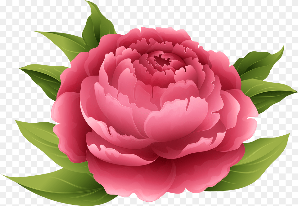 Red Peony Clip Art Image Peonies Flowers Clip Art Png