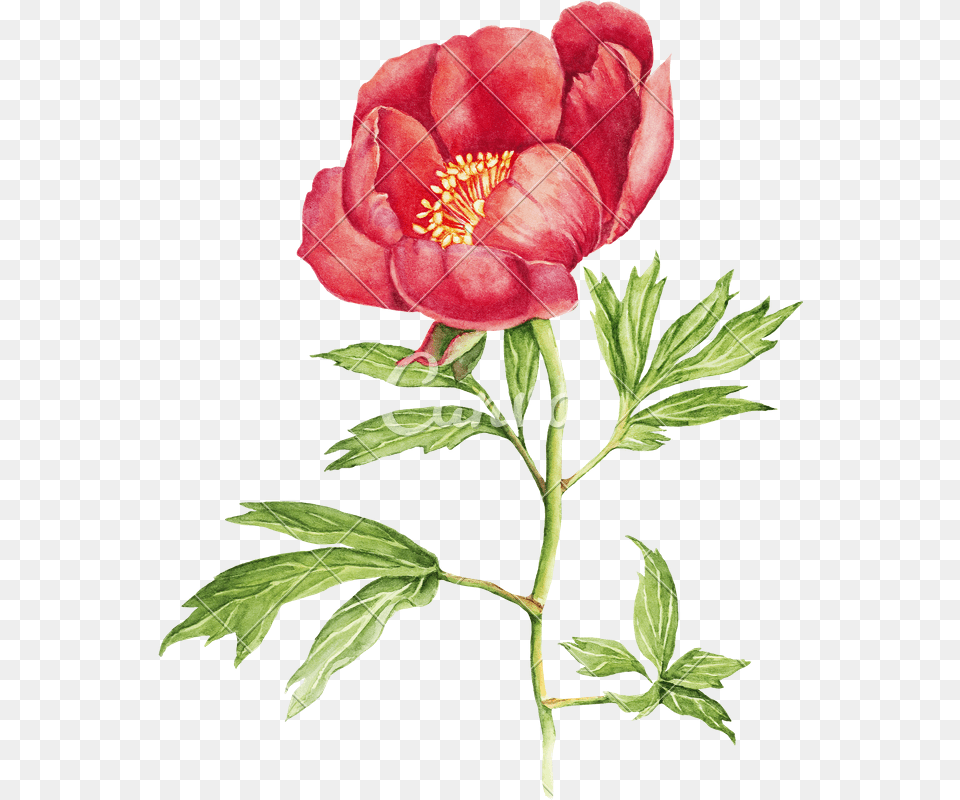 Red Peony Flower Watercolor, Plant, Rose, Hibiscus, Geranium Free Transparent Png