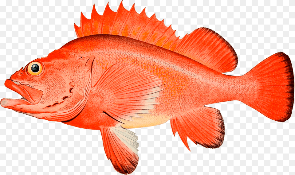 Red Perch Clipart, Animal, Fish, Sea Life Png