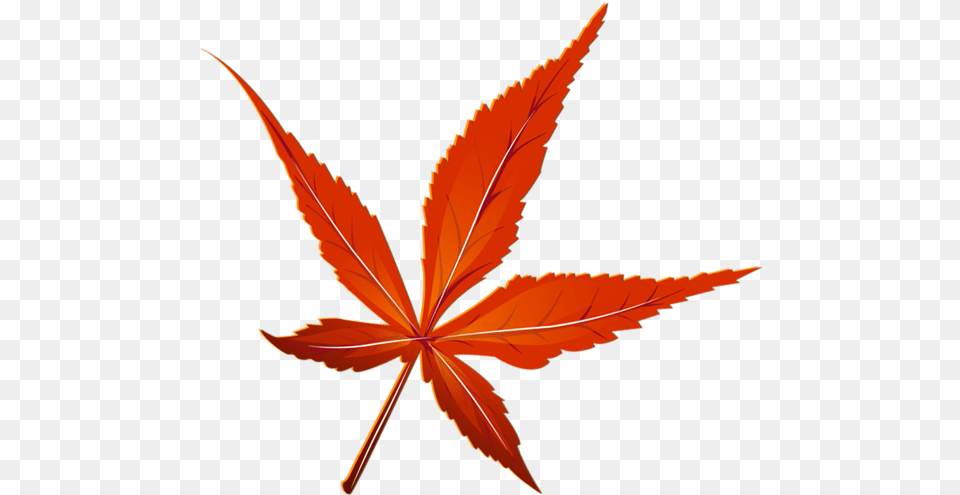Red Picture Red Leaf, Plant, Tree, Maple Png Image