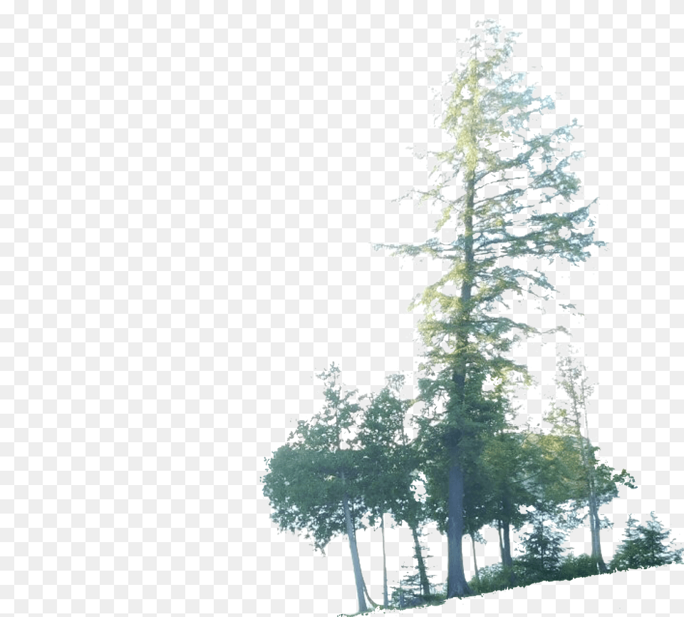 Red Pine, Fir, Plant, Tree, Outdoors Png