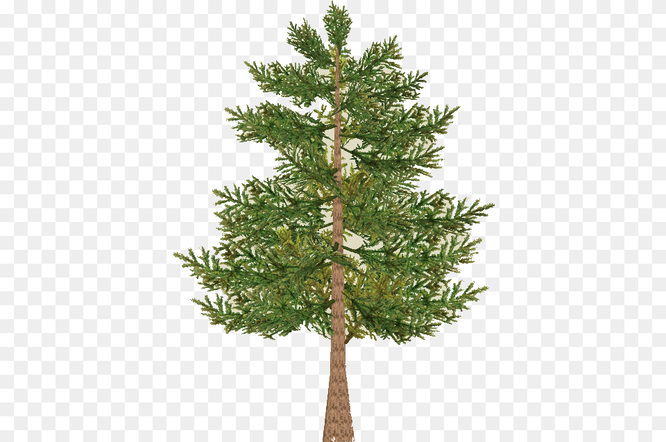 Red Pine, Conifer, Fir, Plant, Tree Free Png