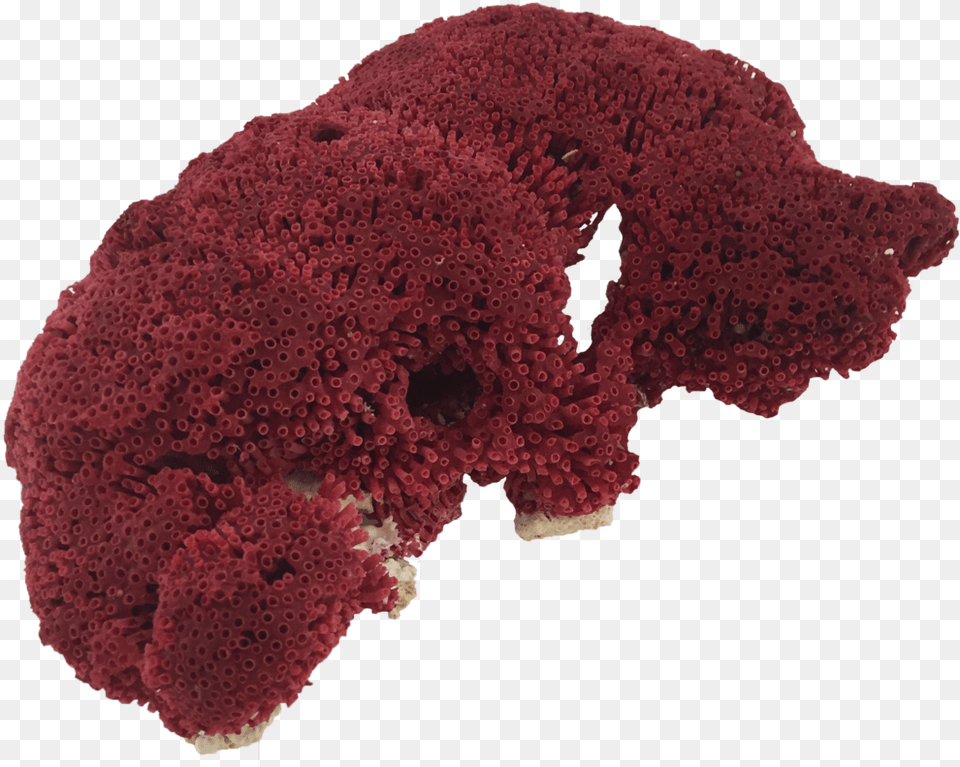 Red Pipe Organ Coral Rock Coral, Maroon, Accessories, Sea, Outdoors Png