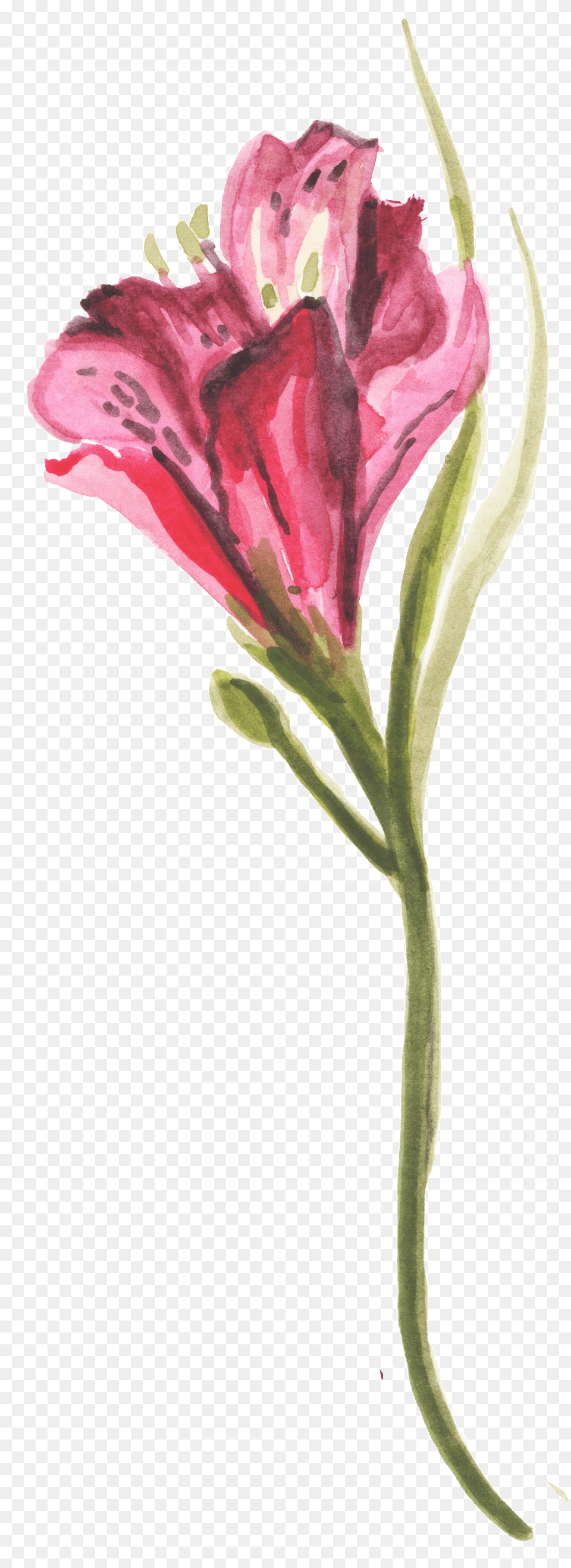 Red Plum Bouquet Transparent Decorative Rose, Flower, Plant, Petal Png