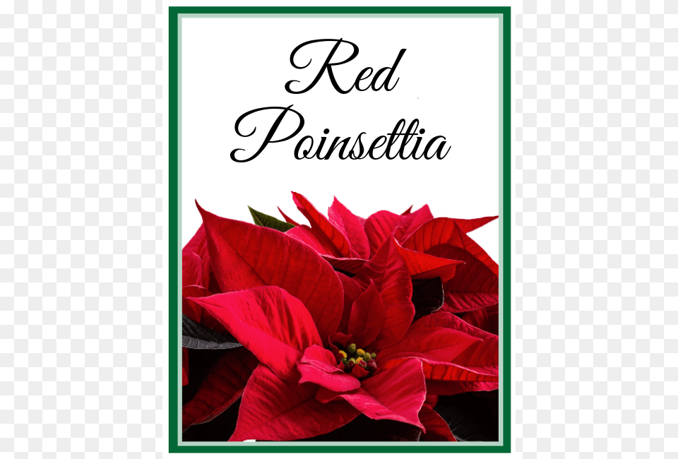 Red Poinsettia Lilybee Flowers, Flower, Petal, Plant, Anther Png