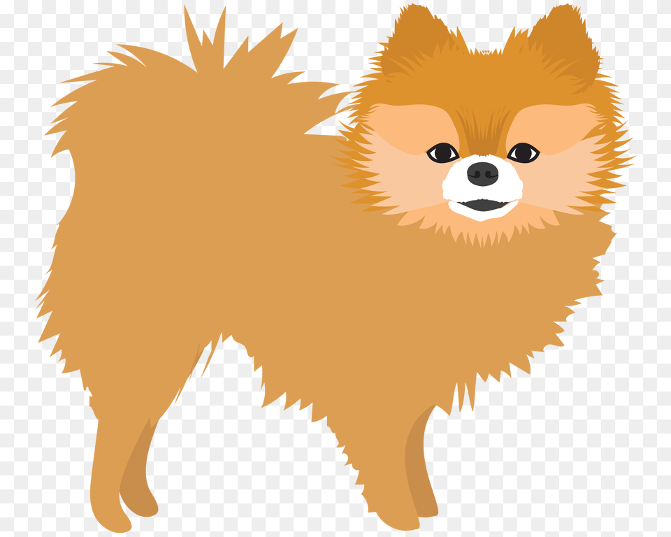 Red Pom, Animal, Canine, Mammal, Pet Free Png Download
