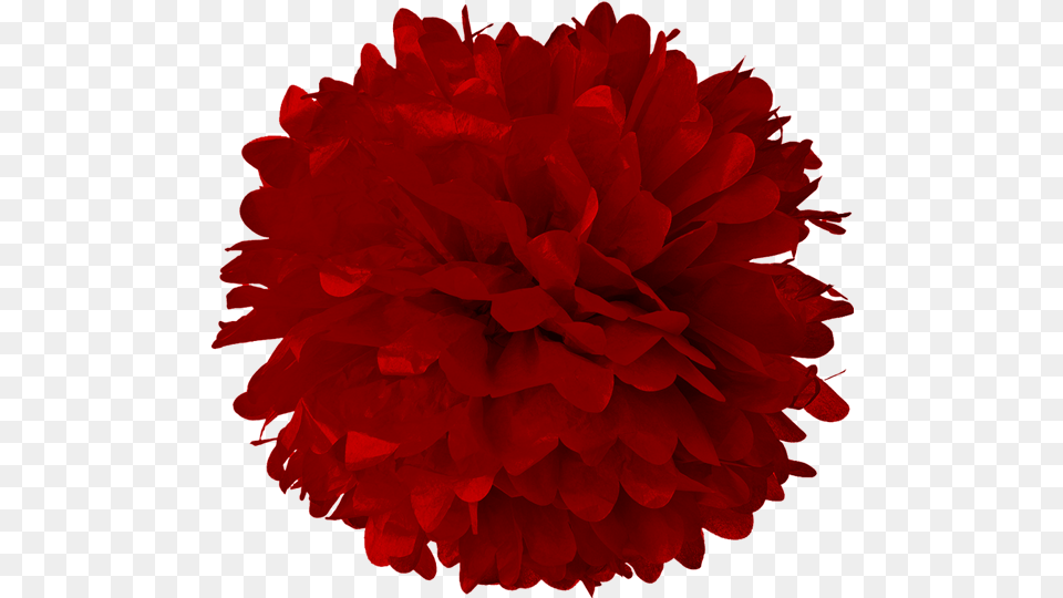 Red Pom Pom Clipart, Flower, Plant, Rose, Carnation Free Png Download